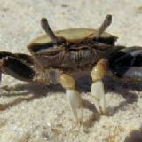 krabbe på en strand