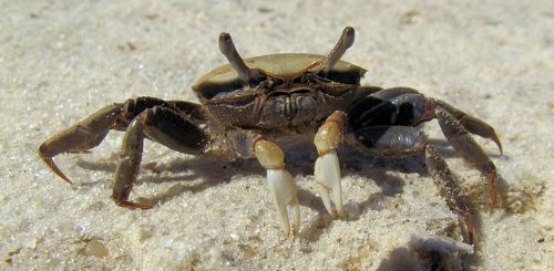 krabbe på en strand