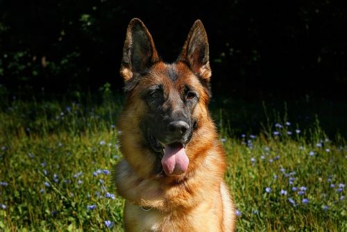 Schæferhund på en blomstermark