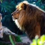 Løvefar og unge
