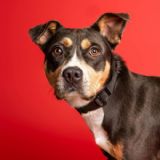 Skuespillere & statister søges