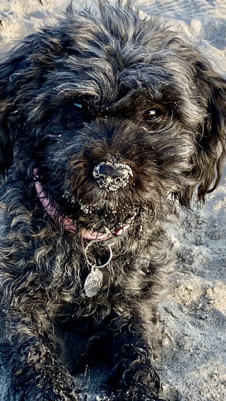 Billede af Yvonne - ID: 1739696 - Billede nr: 645493