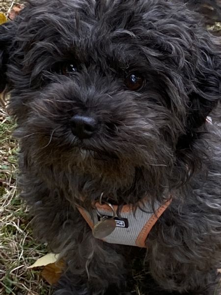 Billede af Yvonne - ID: 1739696 - Billede nr: 645494