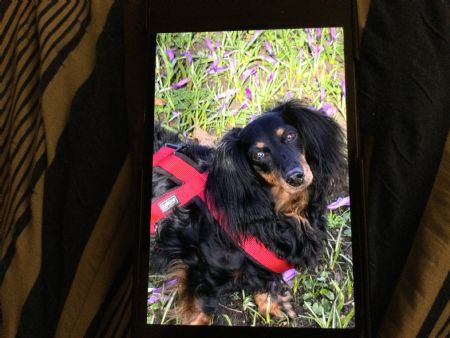 Billede af Teddy - ID: 1741780 - Billede nr: 673693