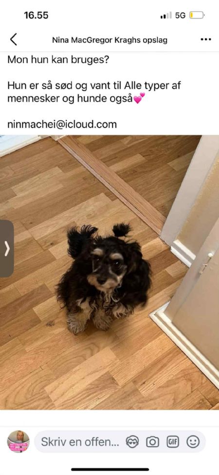 Billede af Smilla - ID: 1742130 - Billede nr: 644867