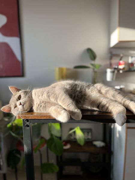 Profilbillede af Toast- ID: 1747390 - Billede nr: 665915