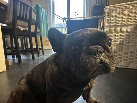 Billede af Alice- ID: 1749188 - Billede nr: 673825